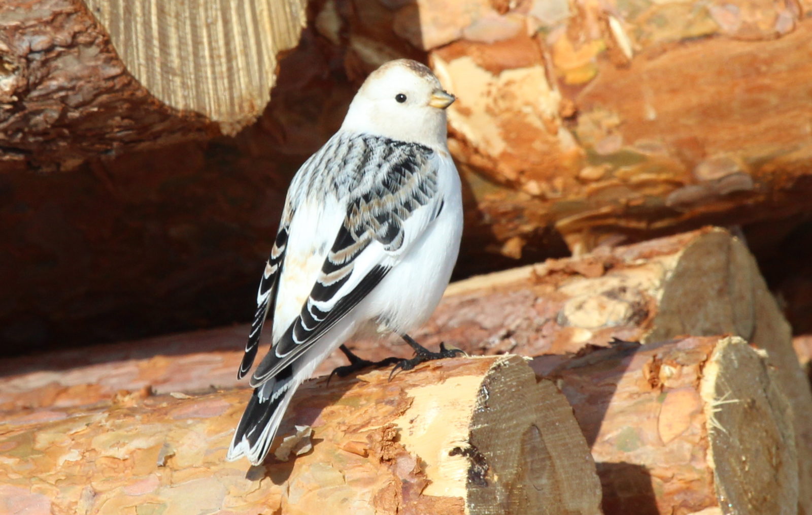 Valokuvaaja: Raija Kokkola