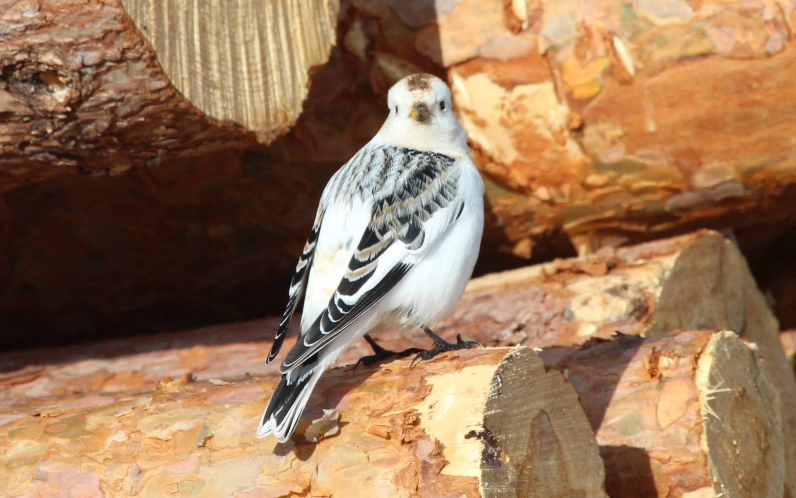 Valokuvaaja: Raija Kokkola