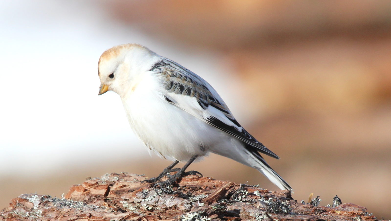 Valokuvaaja: Raija Kokkola
