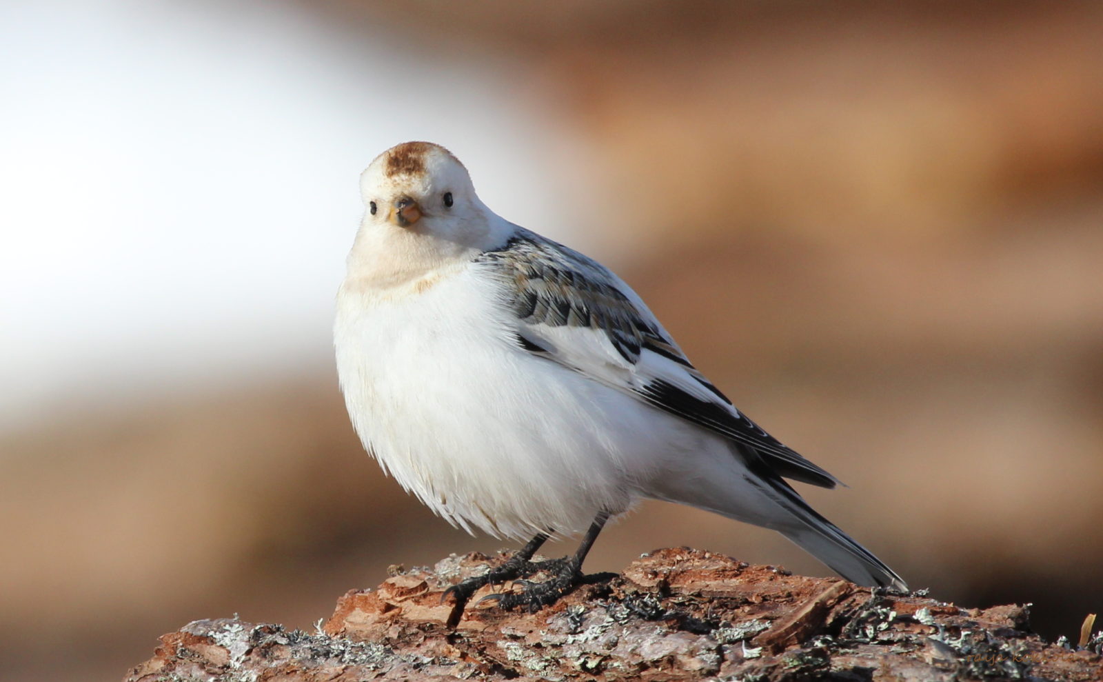 Valokuvaaja: Raija Kokkola Valokuvaaja: Raija Kokkola