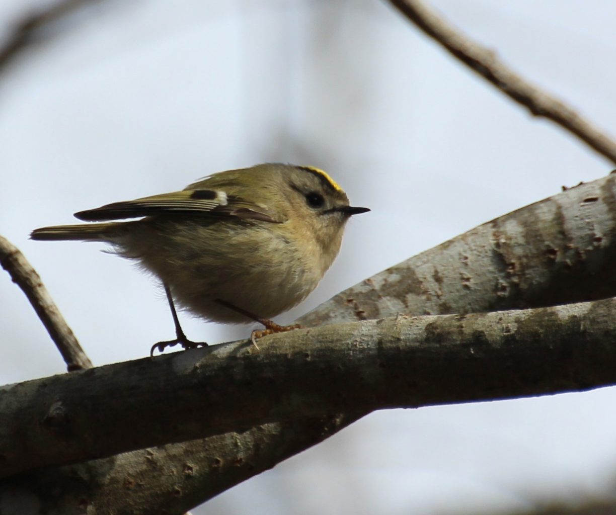 Valokuvaaja: Irja Lehtinen