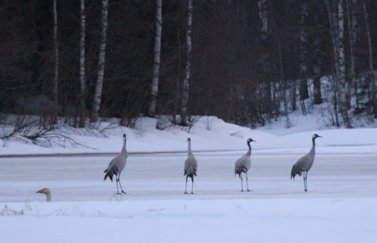 Valokuvaaja: Raija Kokkola
