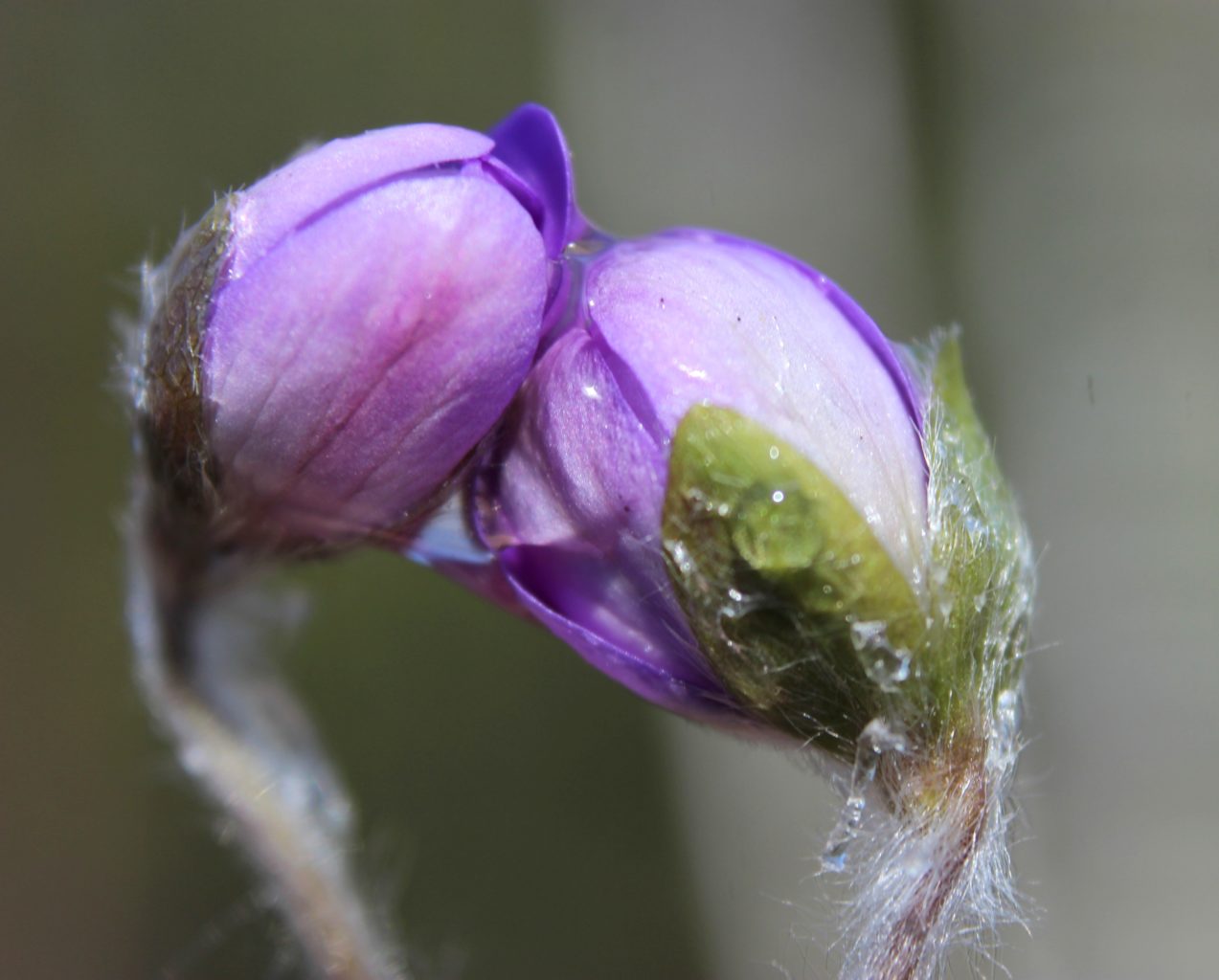 Valokuvaaja: Irja Lehtinen