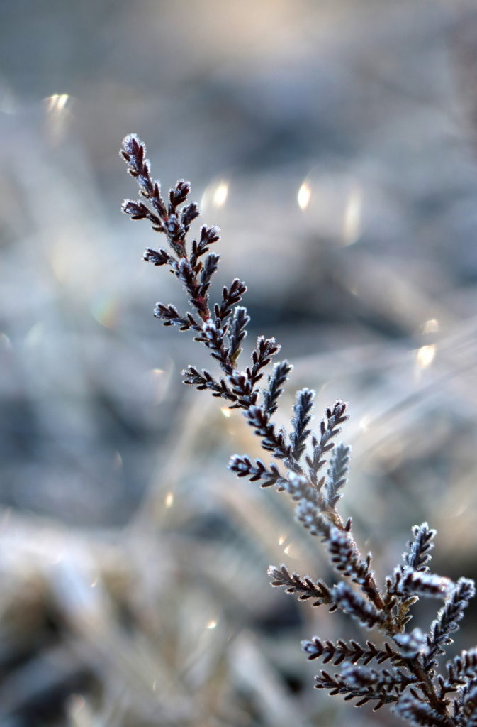 Valokuvaaja: Kirsi Kyllönen Valokuvaaja: Kirsi Kyllönen