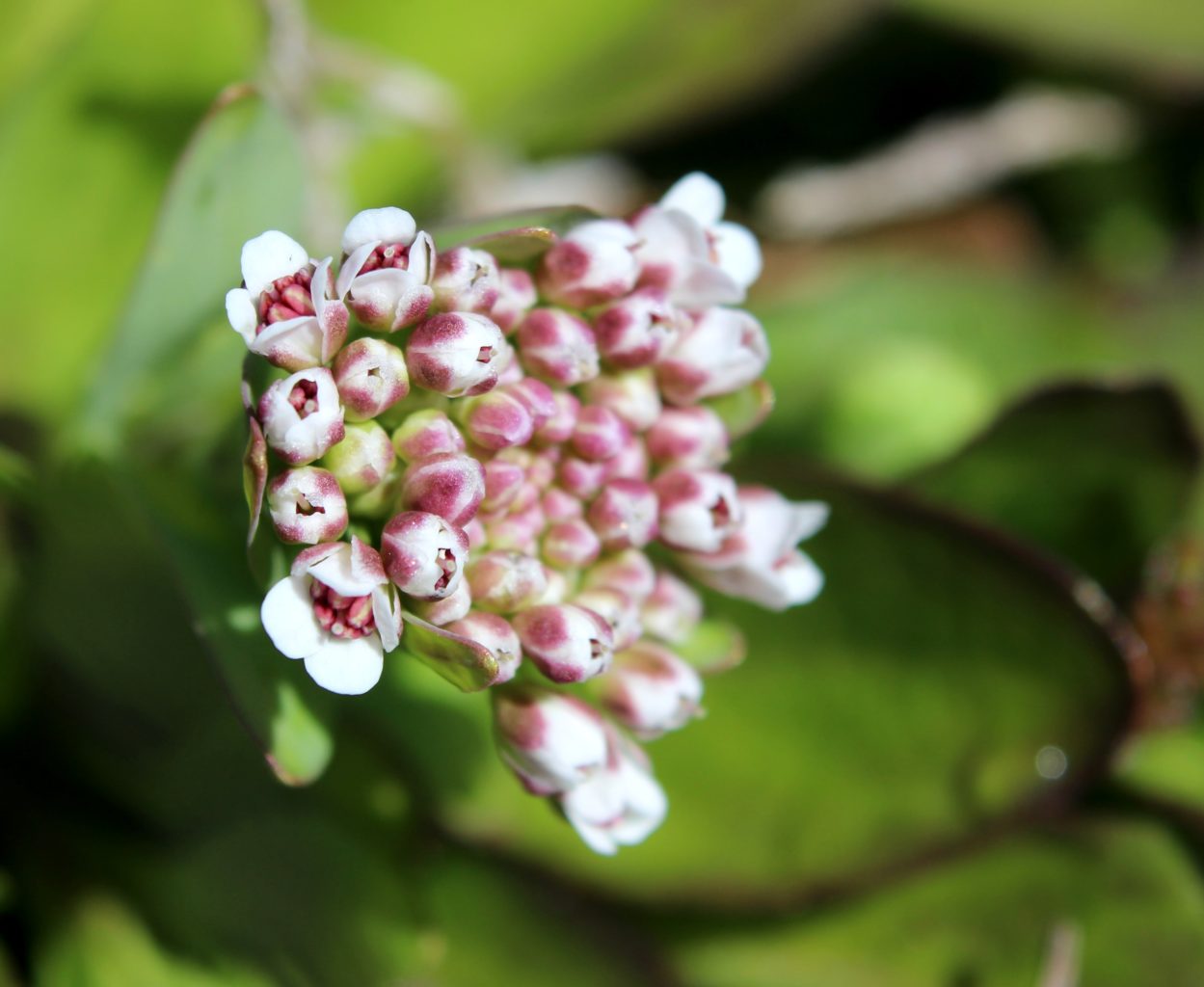 Valokuvaaja: Irja lehtinen