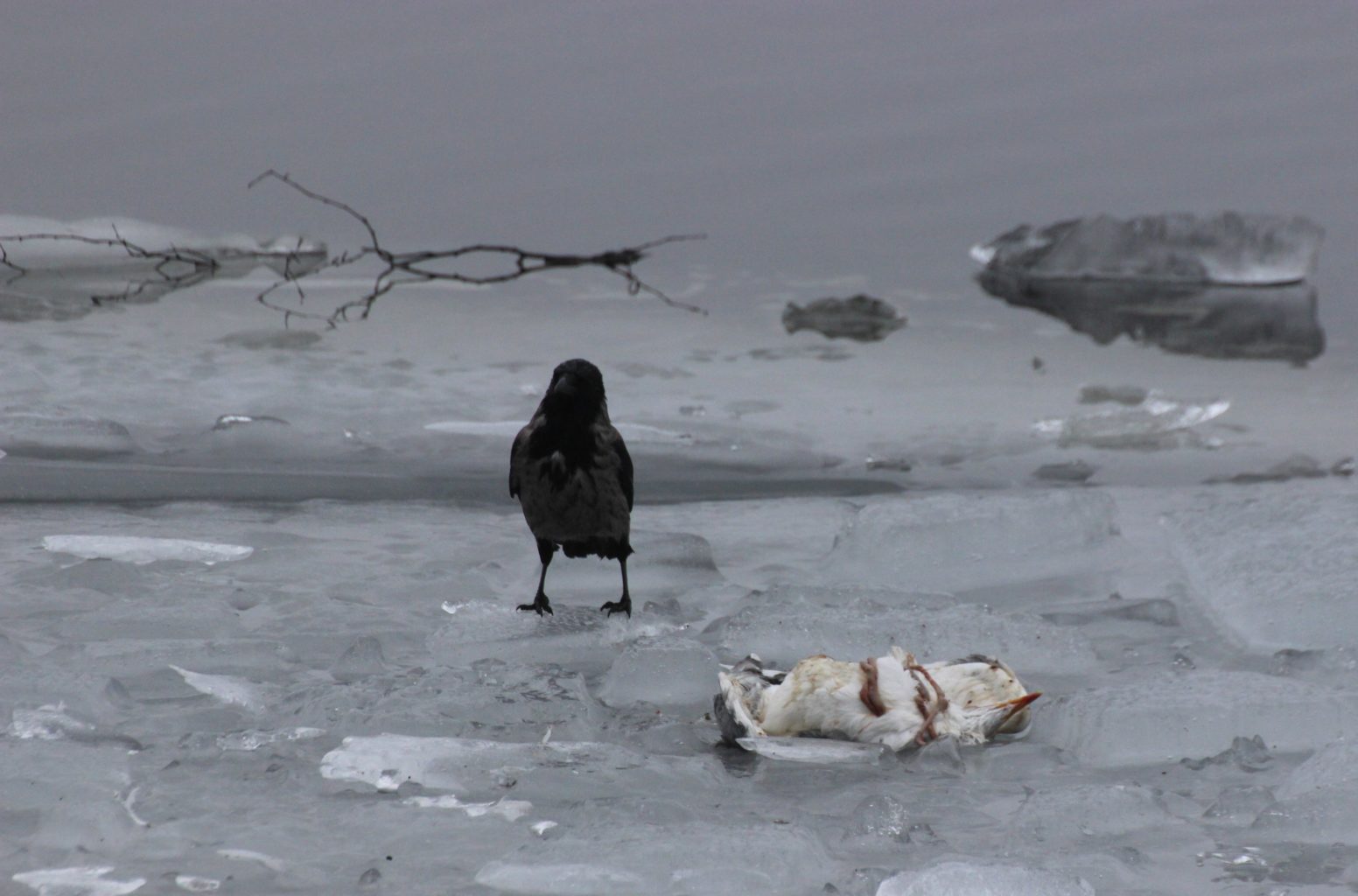 Valokuvaaja: Irja Lehtinen