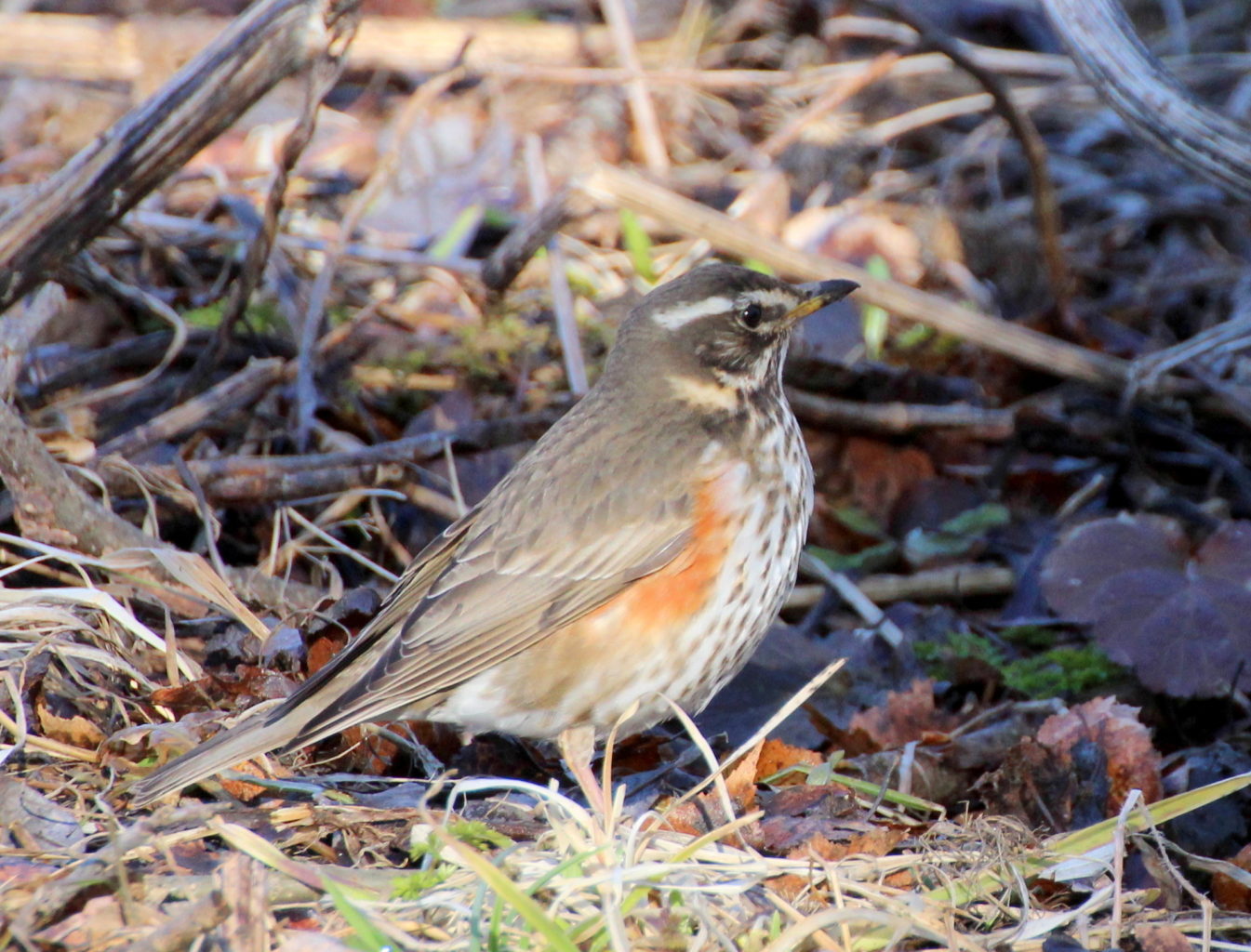 Valokuvaaja: Irja lehtinen