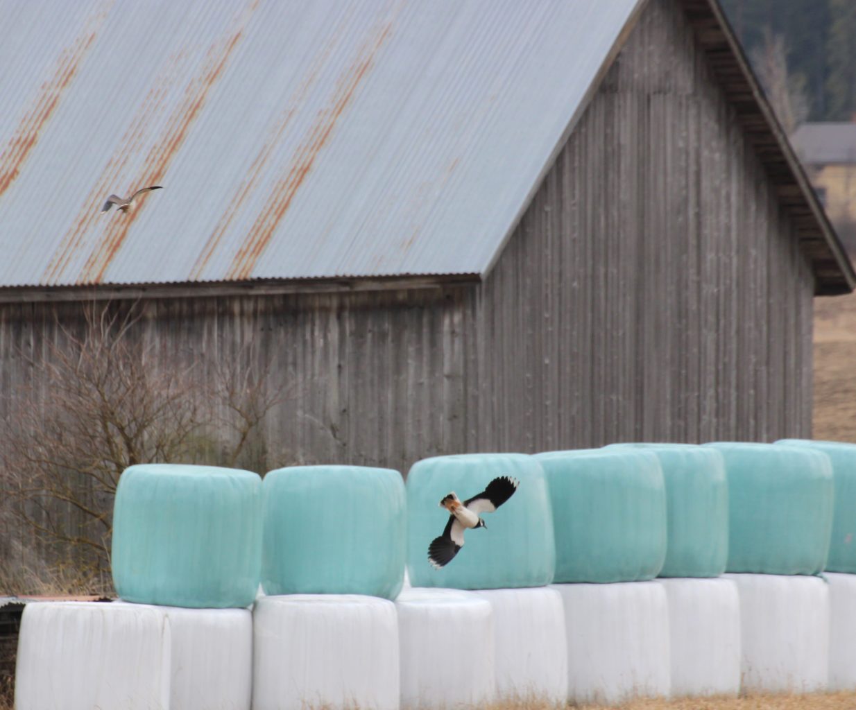 Valokuvaaja: Irja lehtinen