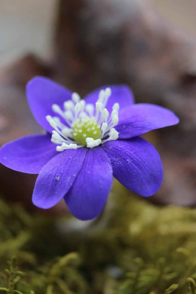 Valokuvaaja: Irja Lehtinen