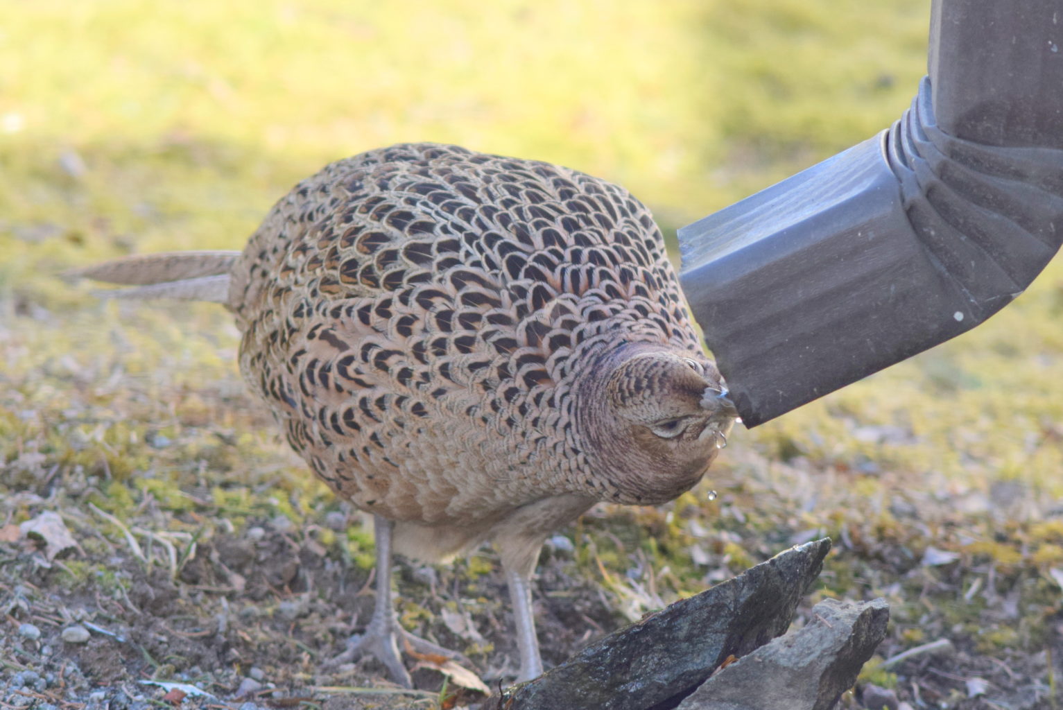 Valokuvaaja: Kalle Asikainen