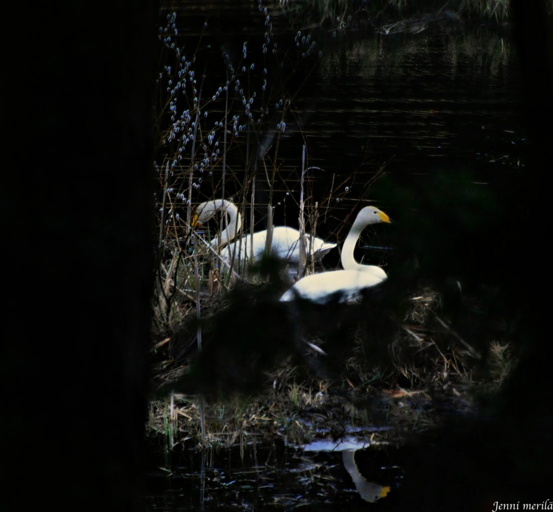 Valokuvaaja: Jenni Merilä Valokuvaaja: Jenni Merilä