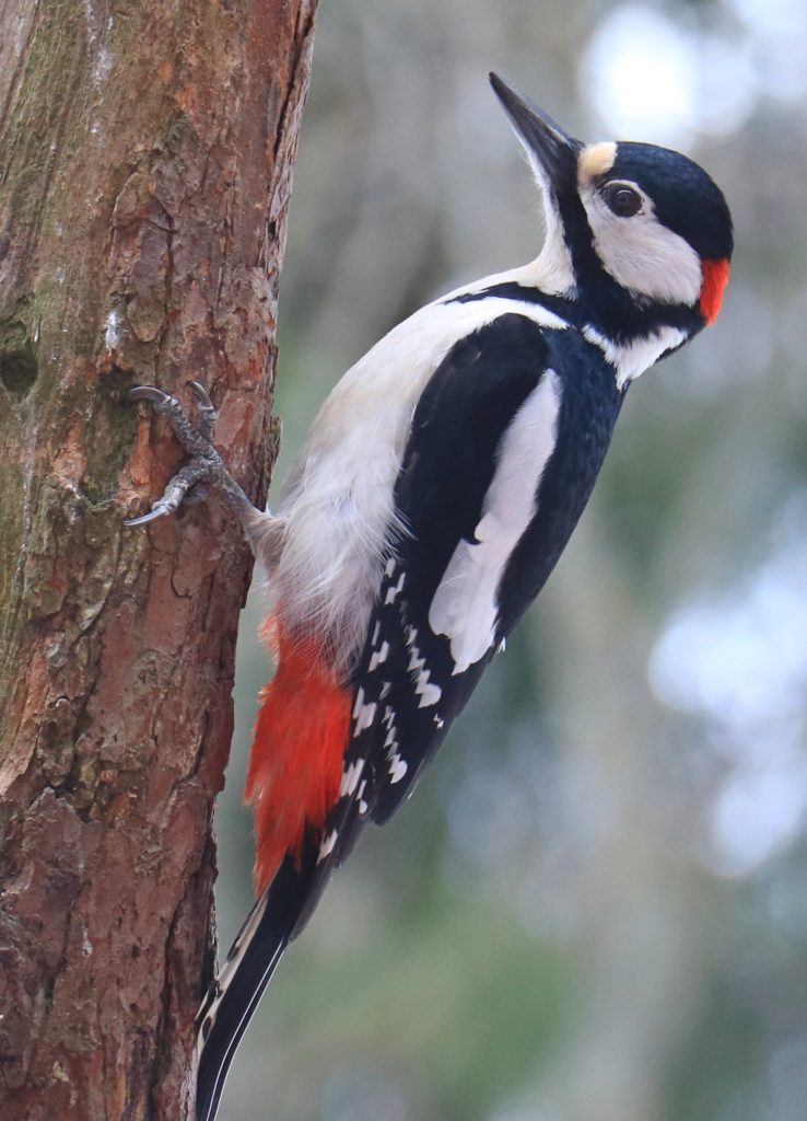 Valokuvaaja: Sinikka Kujala