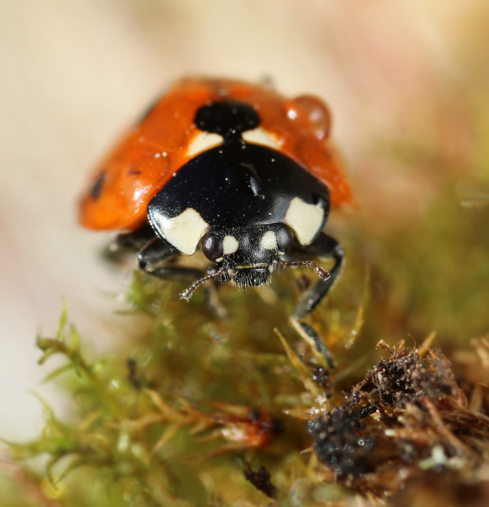 Valokuvaaja: Tarja Porkkala