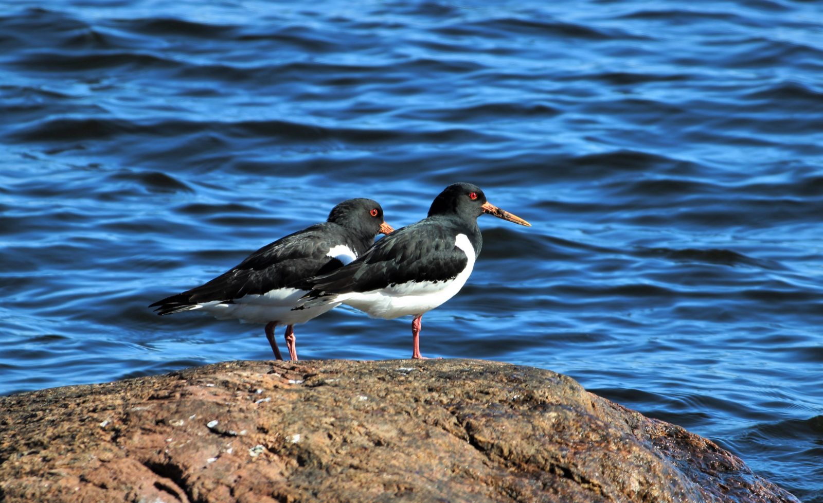 Valokuvaaja: Pirjo Hokkanen