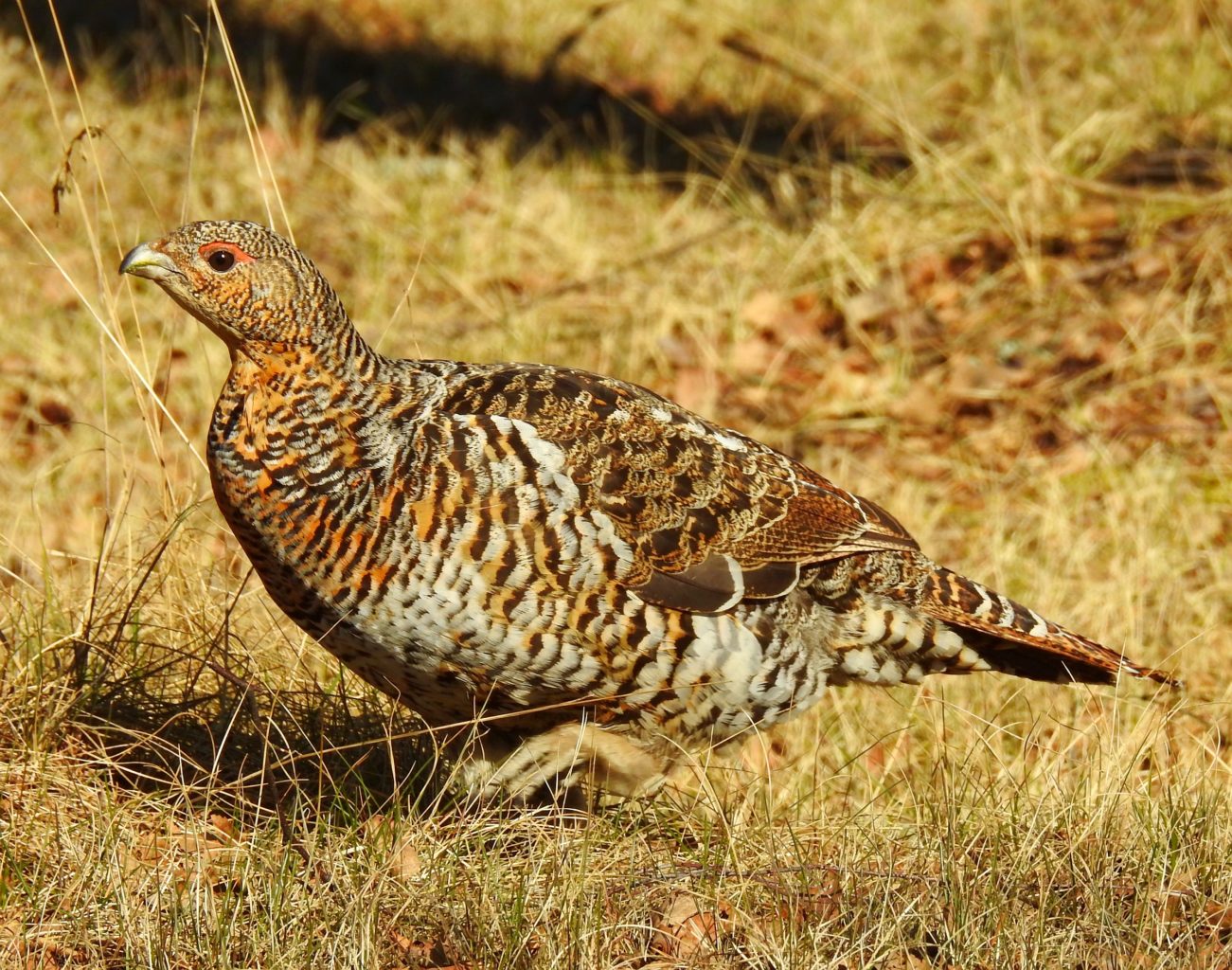 Valokuvaaja: Simo Pilpola