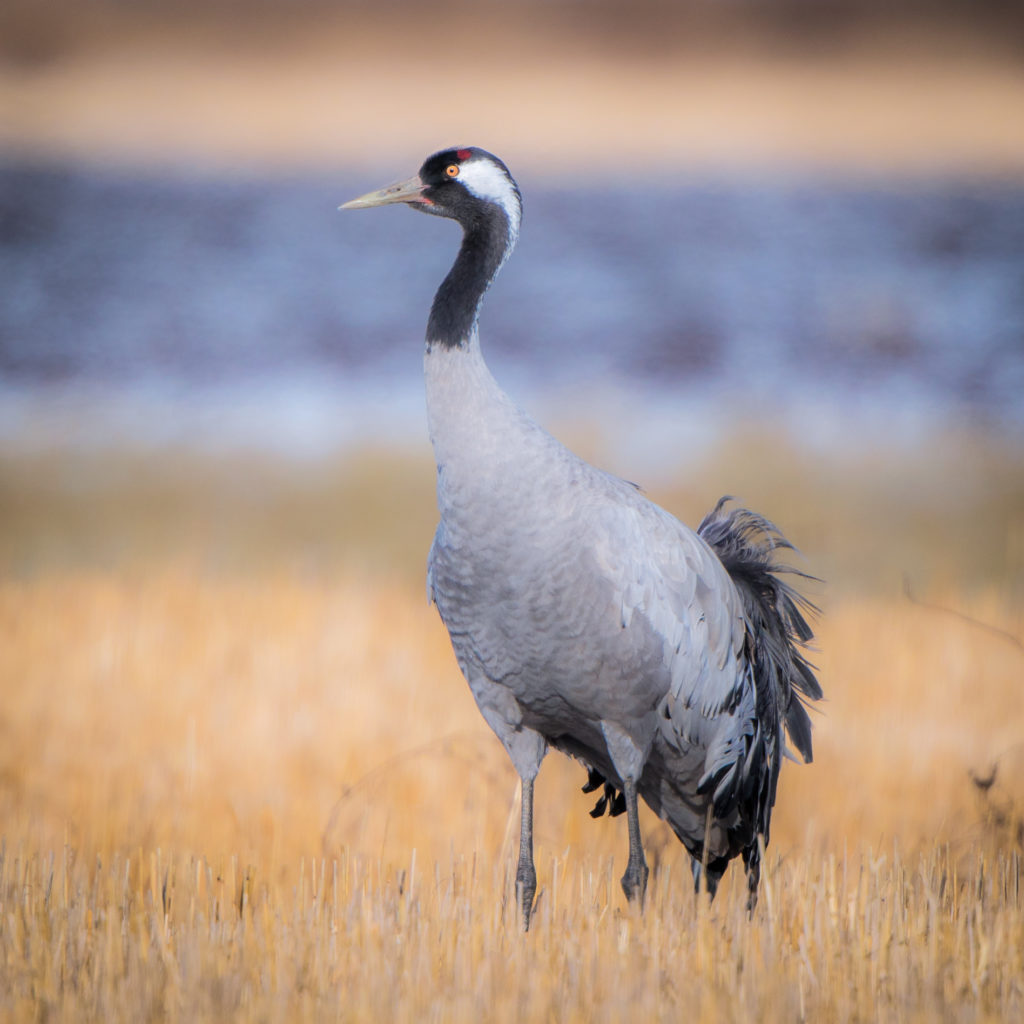 Valokuvaaja: Jukka Risikko