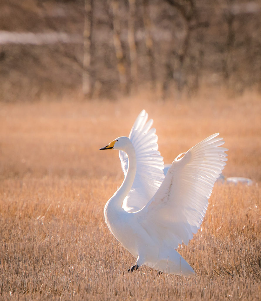 Valokuvaaja: Jukka Risikko