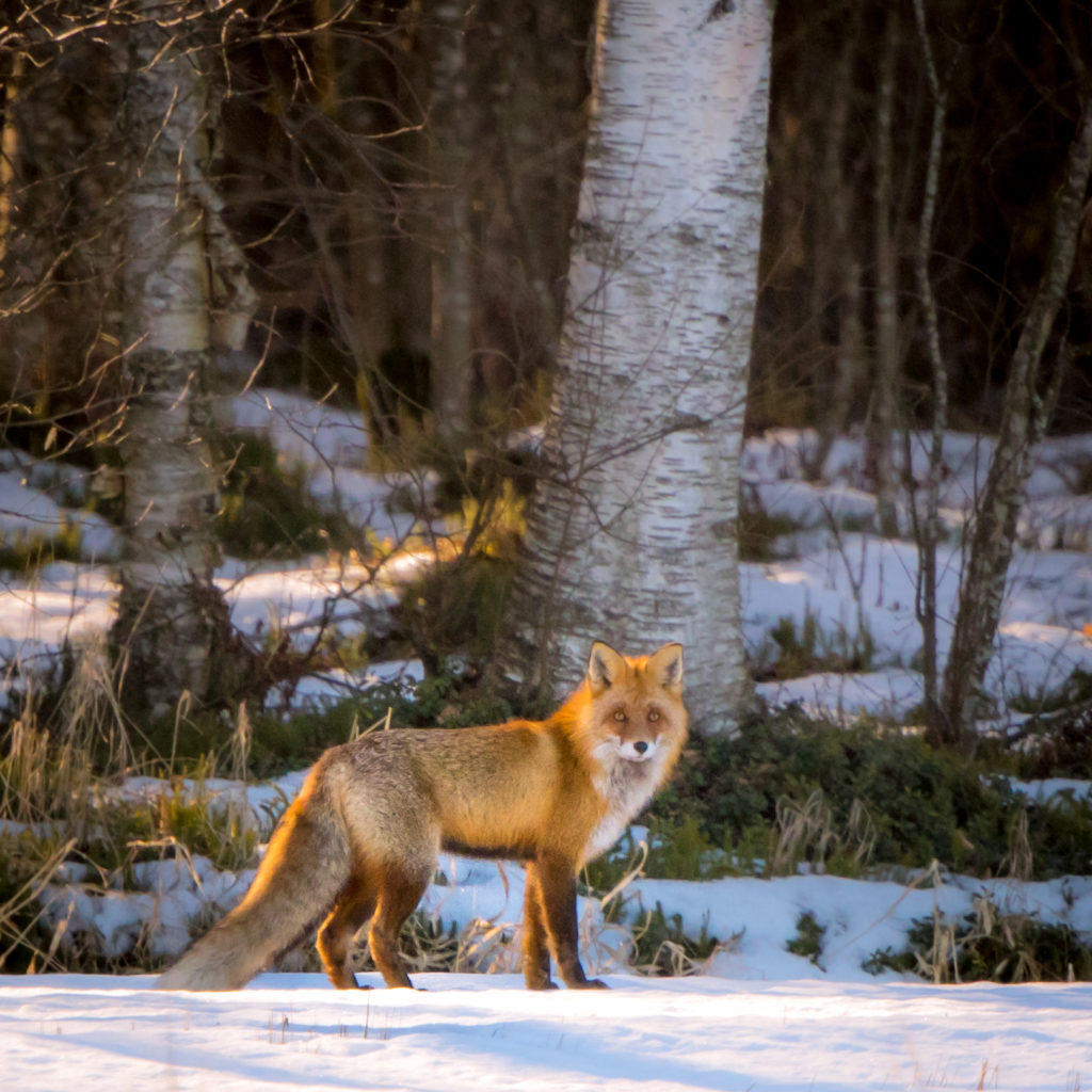 Valokuvaaja: Jukka Risikko Valokuvaaja: Jukka Risikko
