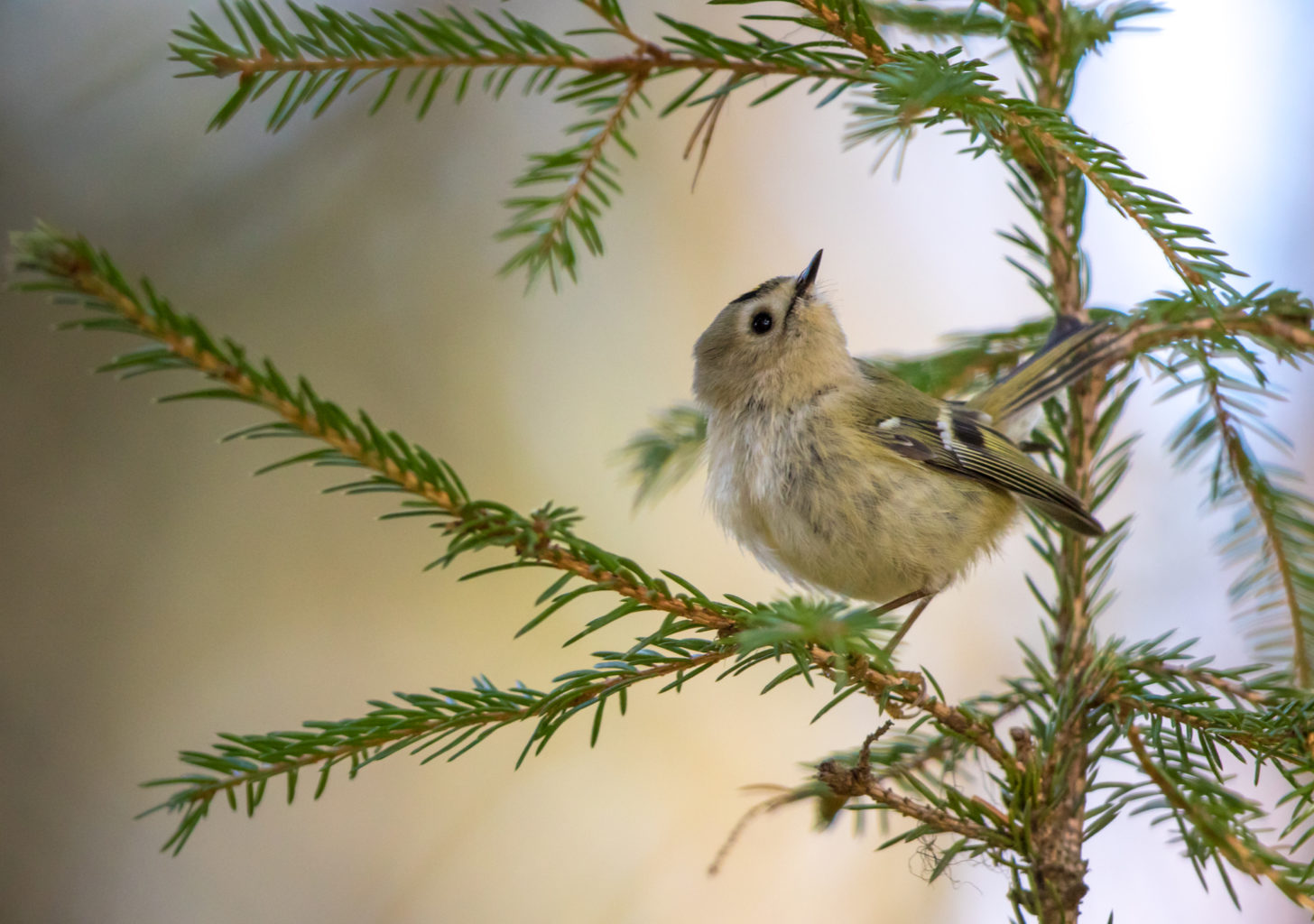 Valokuvaaja: Jukka Risikko