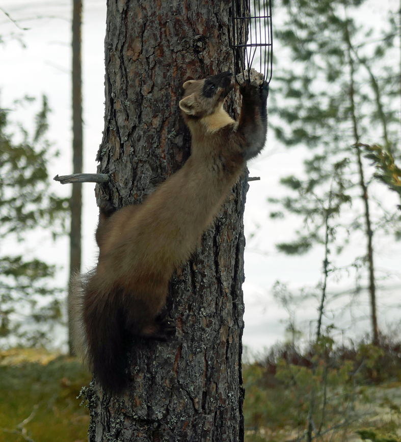 Valokuvaaja: Tuula Vallavuori-Honkanen