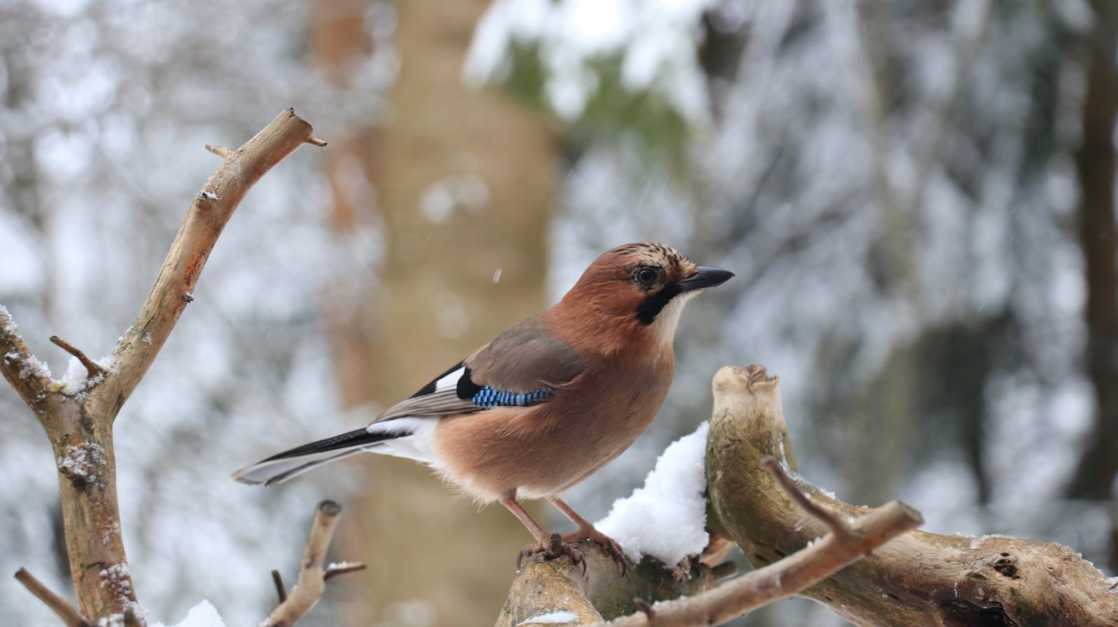Valokuvaaja: Sinikka Kujala