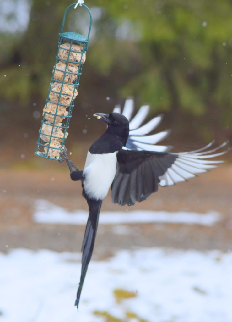 Valokuvaaja: Kalle Asikainen