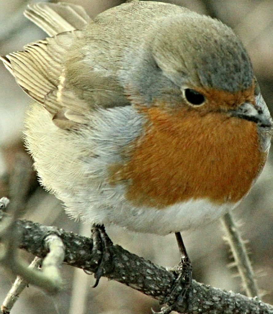 Valokuvaaja: Miia Pesu