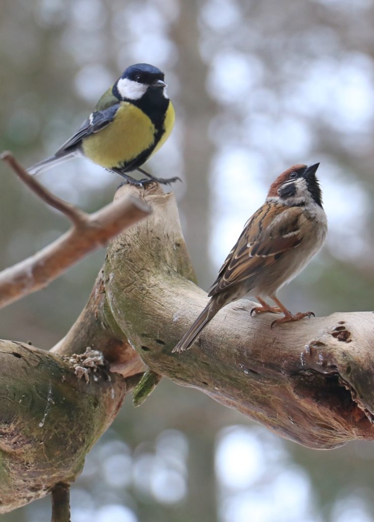 Valokuvaaja: Sinikka Kujala