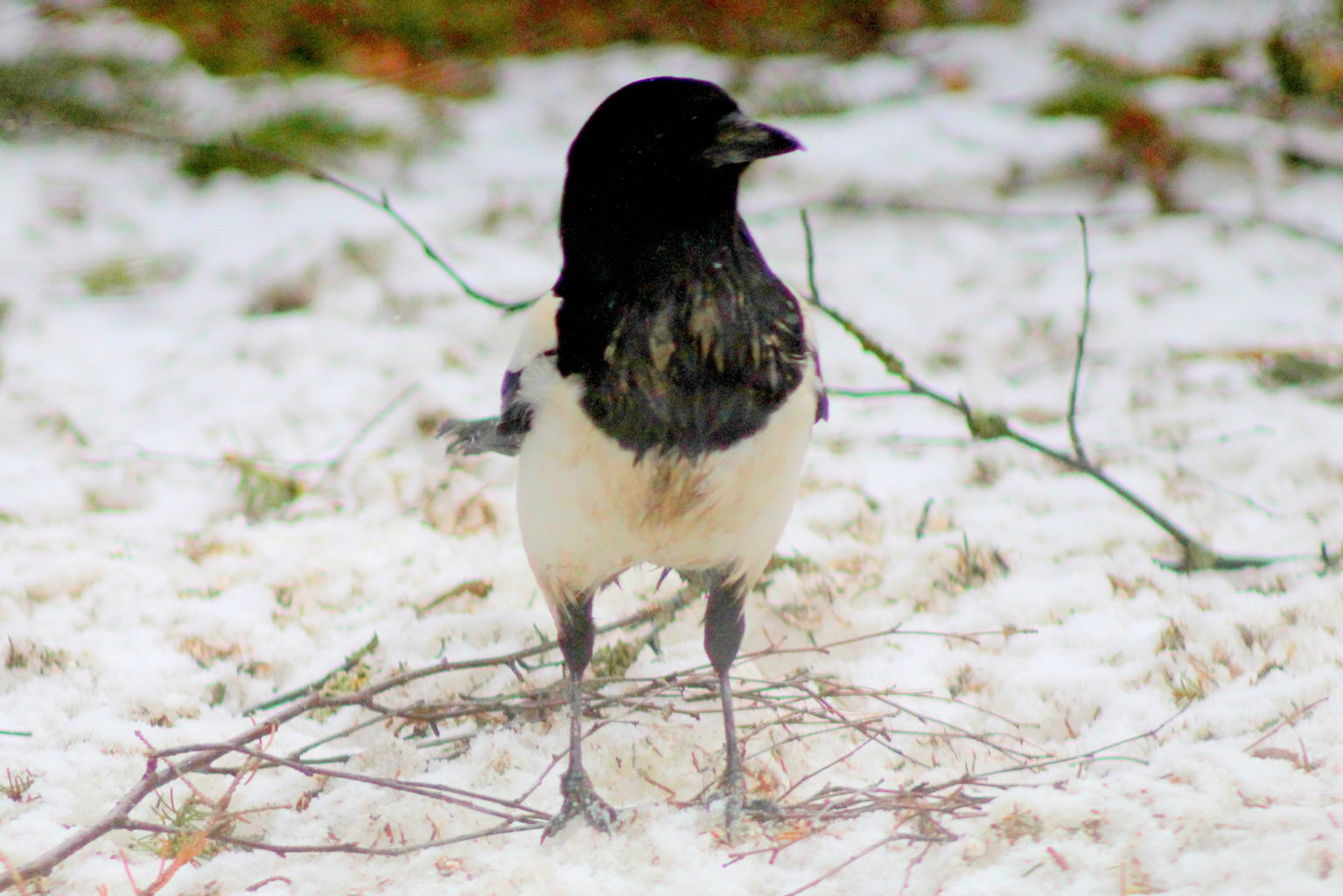 Valokuvaaja: Kalle Asikainen