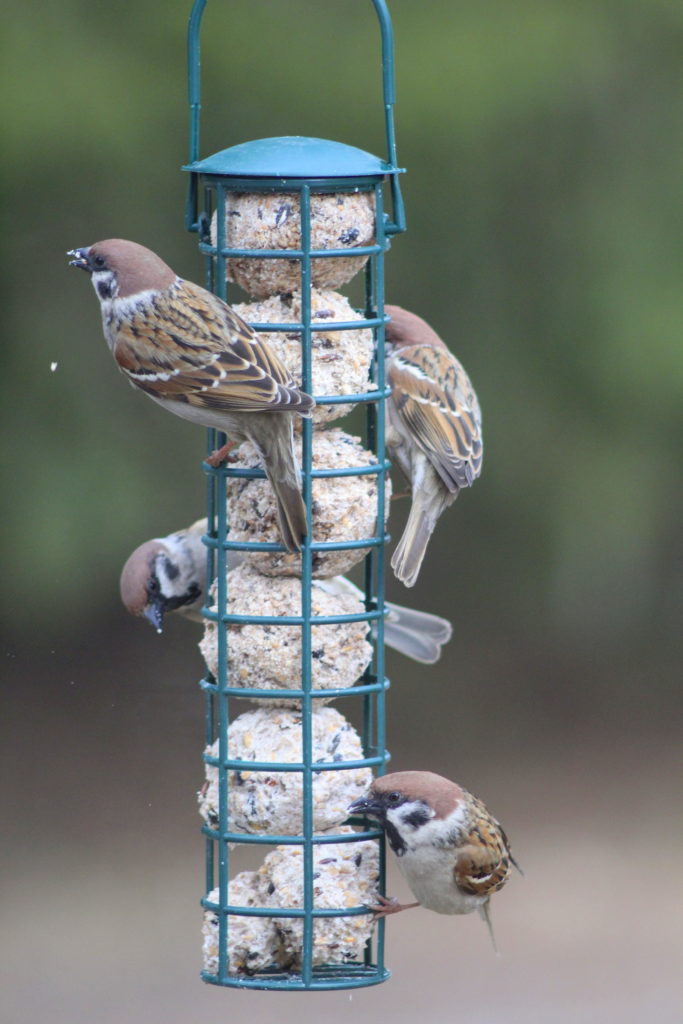 Valokuvaaja: Kalle Asikainen Valokuvaaja: Kalle Asikainen