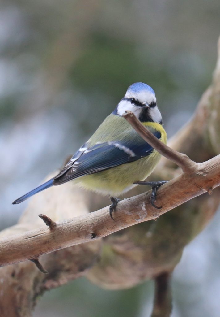 Valokuvaaja: Sinikka Kujala