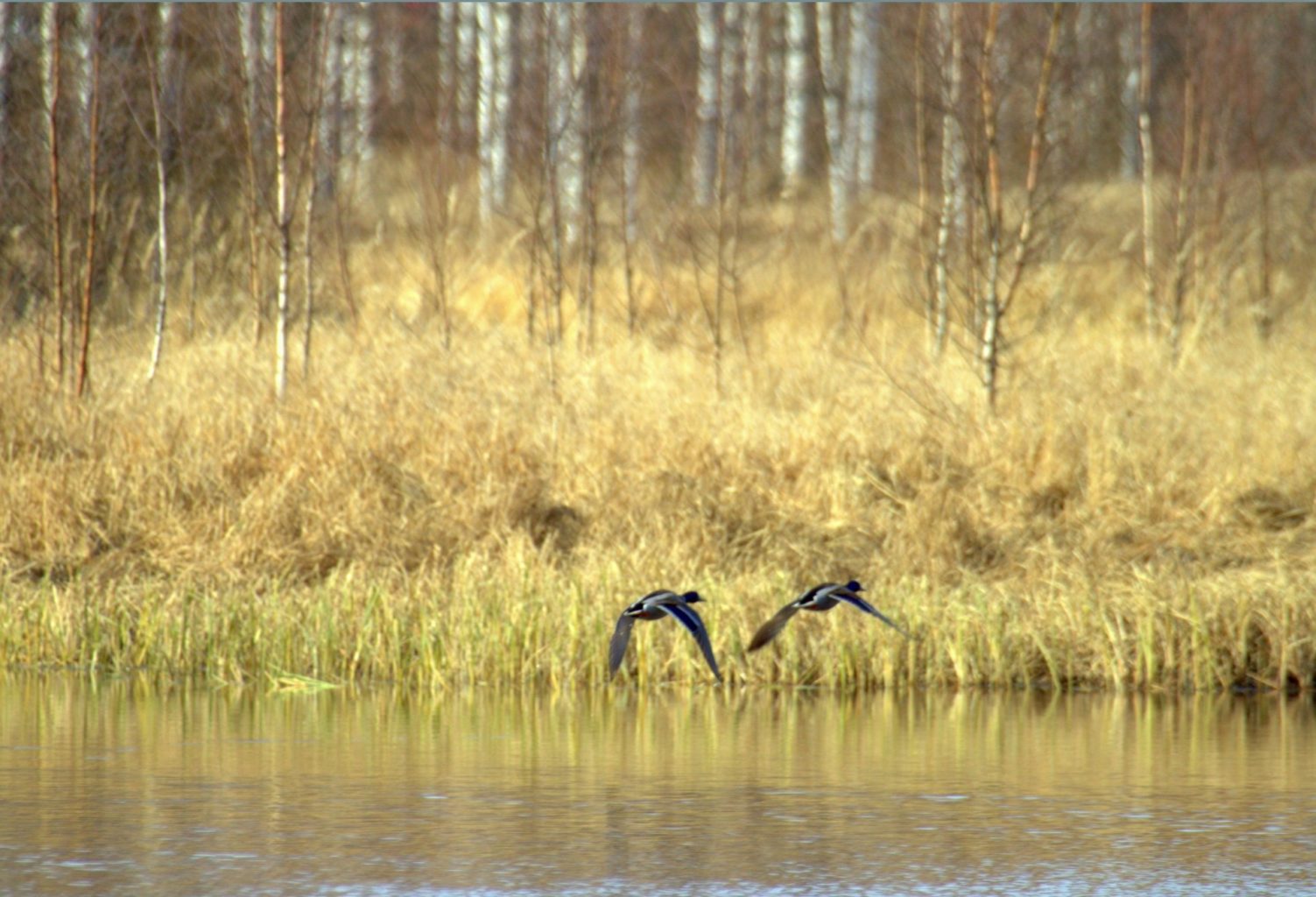 Valokuvaaja: Sirpa Jyske