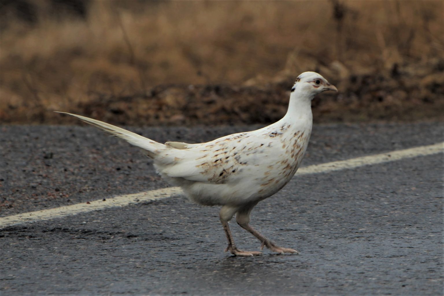 Valokuvaaja: Pirjo Hokkanen