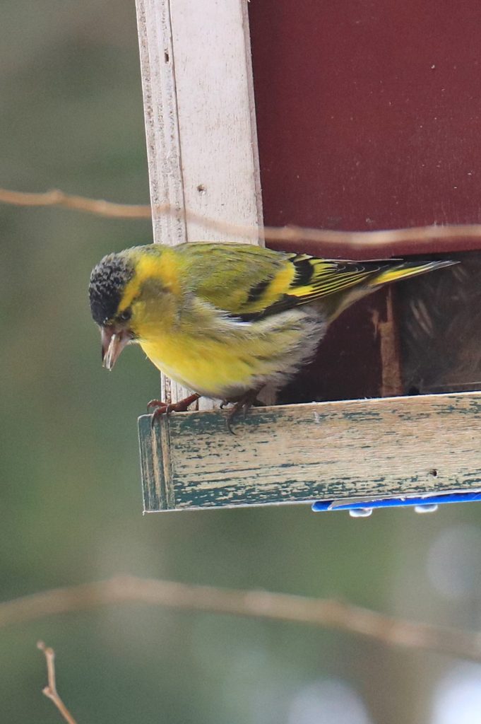 Valokuvaaja: Sinikka Kujala