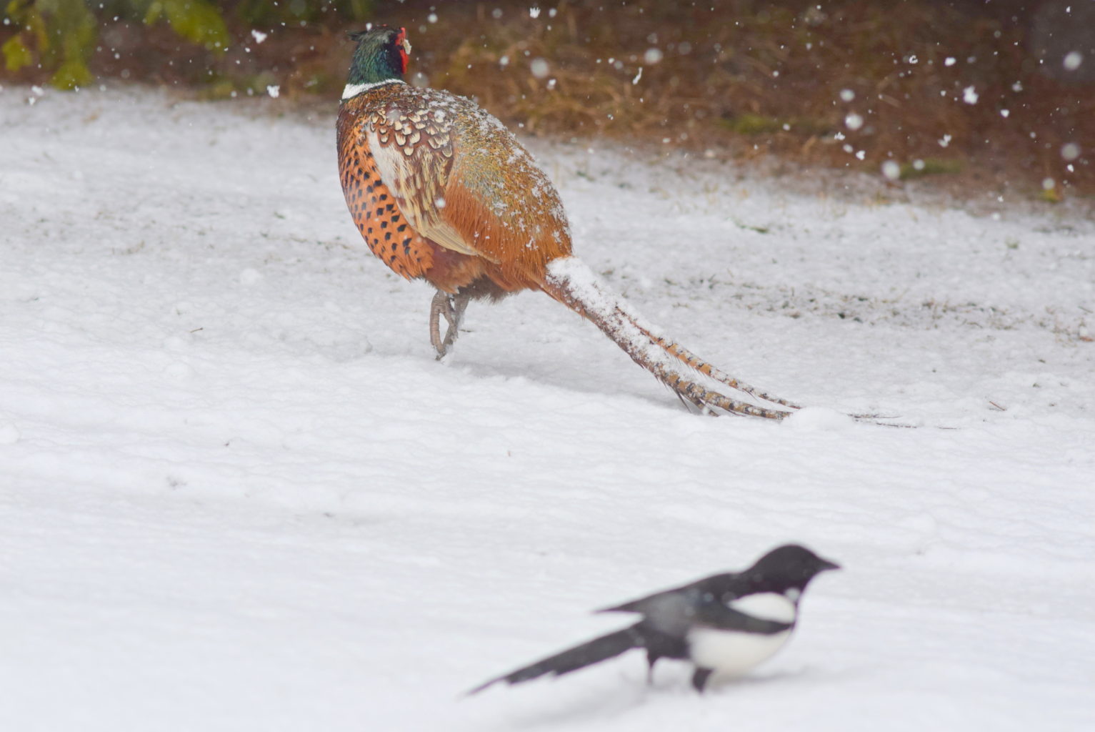 Valokuvaaja: Kalle Asikainen
