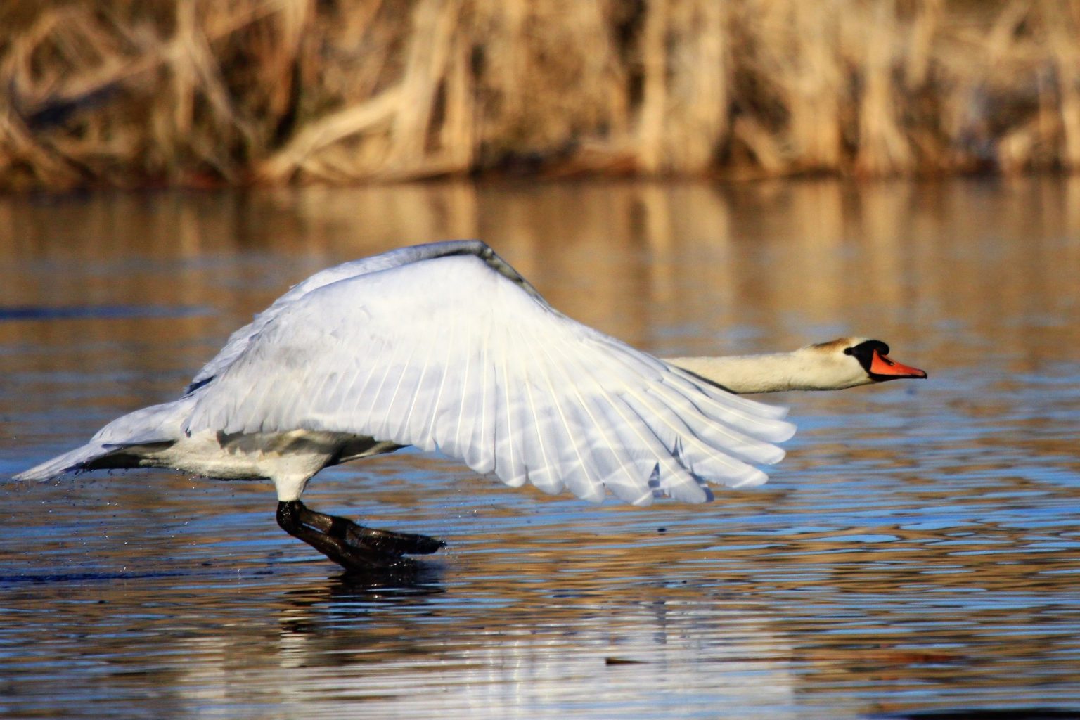 Valokuvaaja: Berndt Hannelius