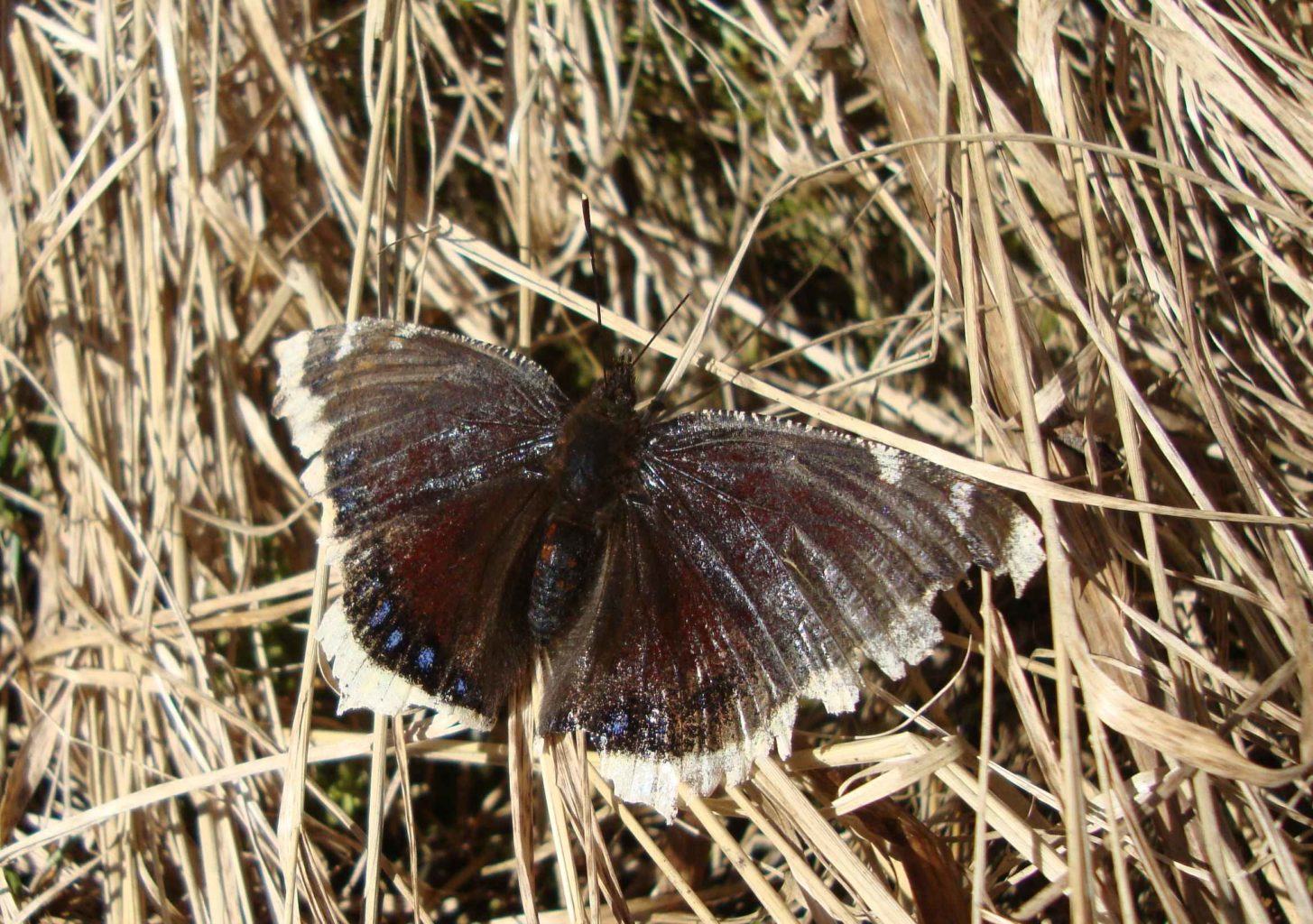 Valokuvaaja: Anja Mustamaa