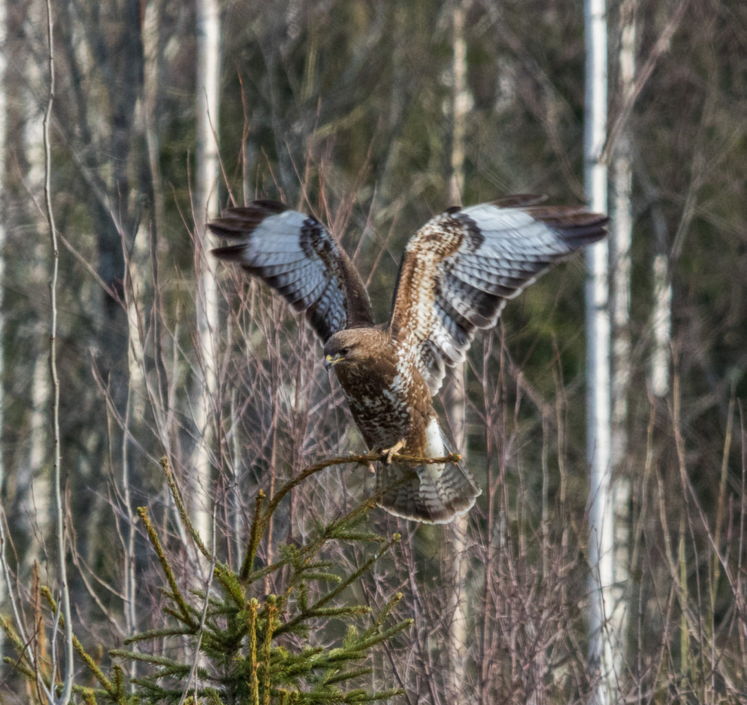 Valokuvaaja: Merja Ollikainen