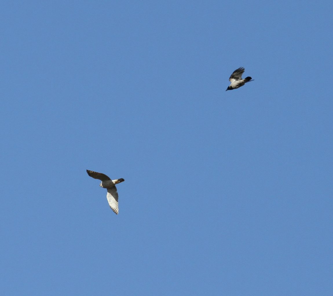 Valokuvaaja: Päivi Punta Valokuvaaja: Päivi Punta