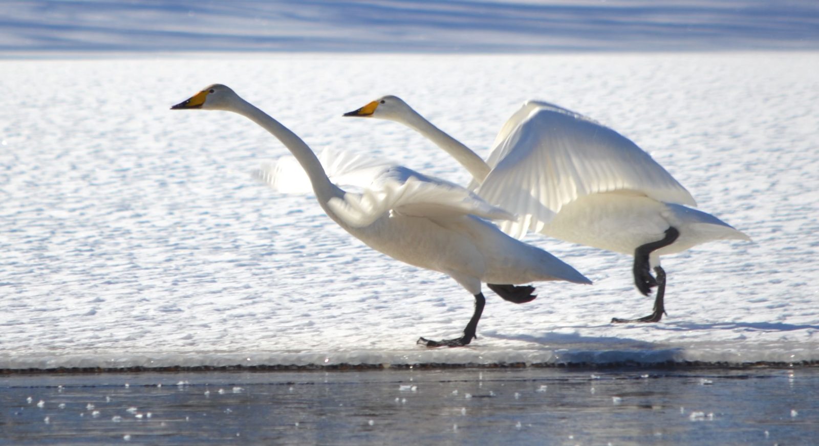 Valokuvaaja: Leena Rissanen Valokuvaaja: Leena Rissanen
