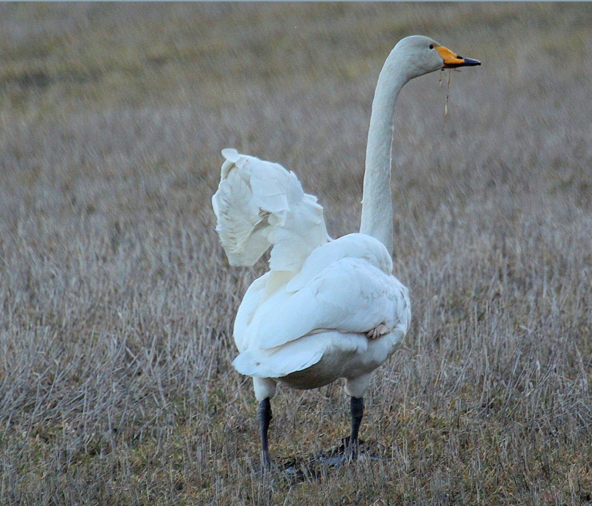 Valokuvaaja: Sirpa Jyske