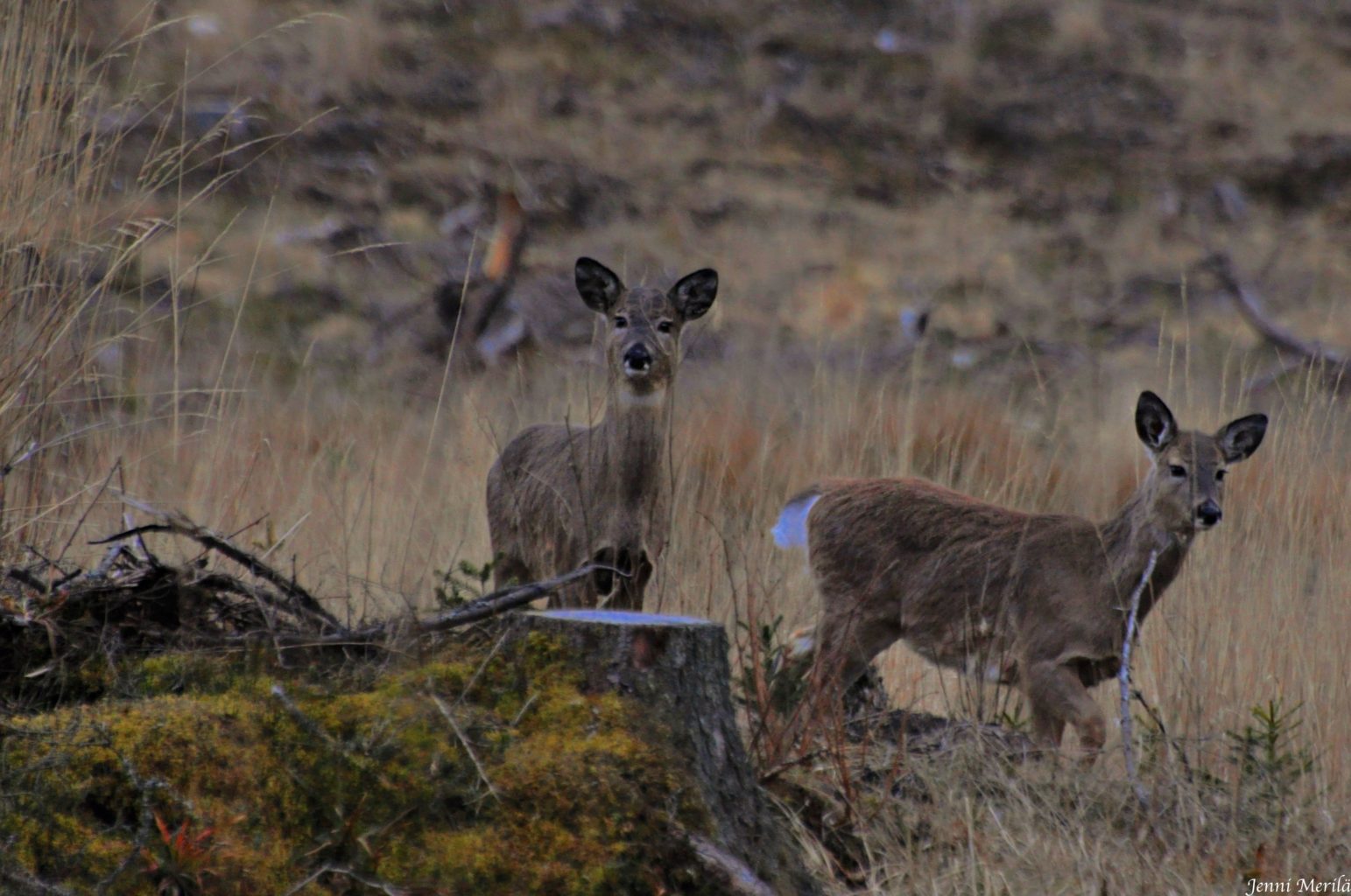 Valokuvaaja: Jenni Merilä