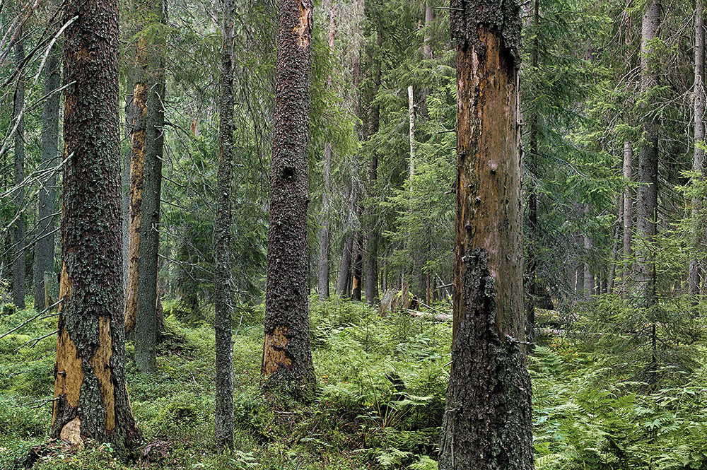 Vahtikoira: Hyvästi vanhat metsät ja asiantuntijoiden arvostus