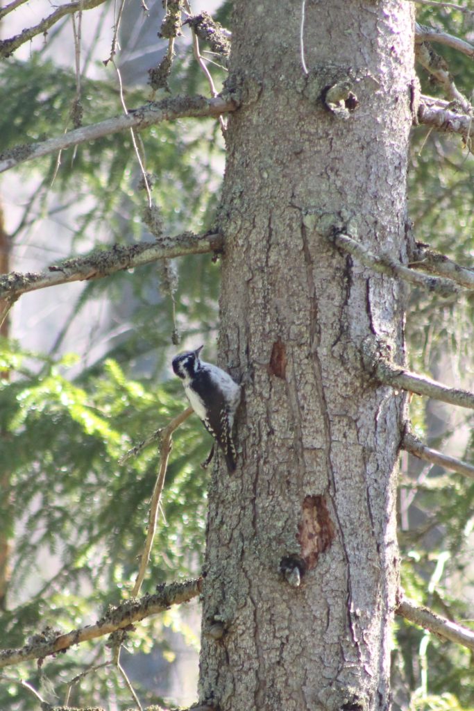 Valokuvaaja: Päivi Salonen