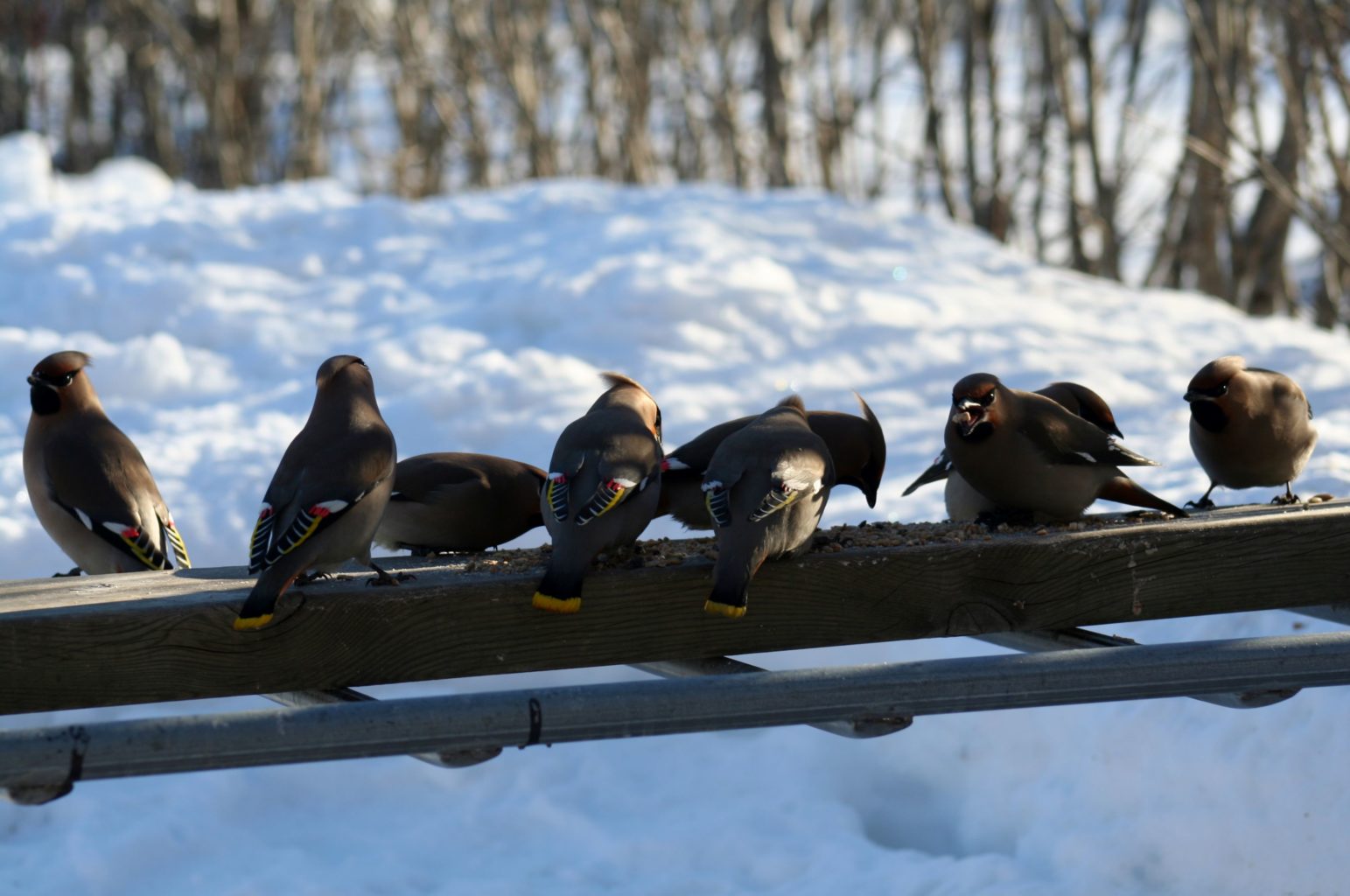 Valokuvaaja: Pirkko Siukonen Valokuvaaja: Pirkko Siukonen