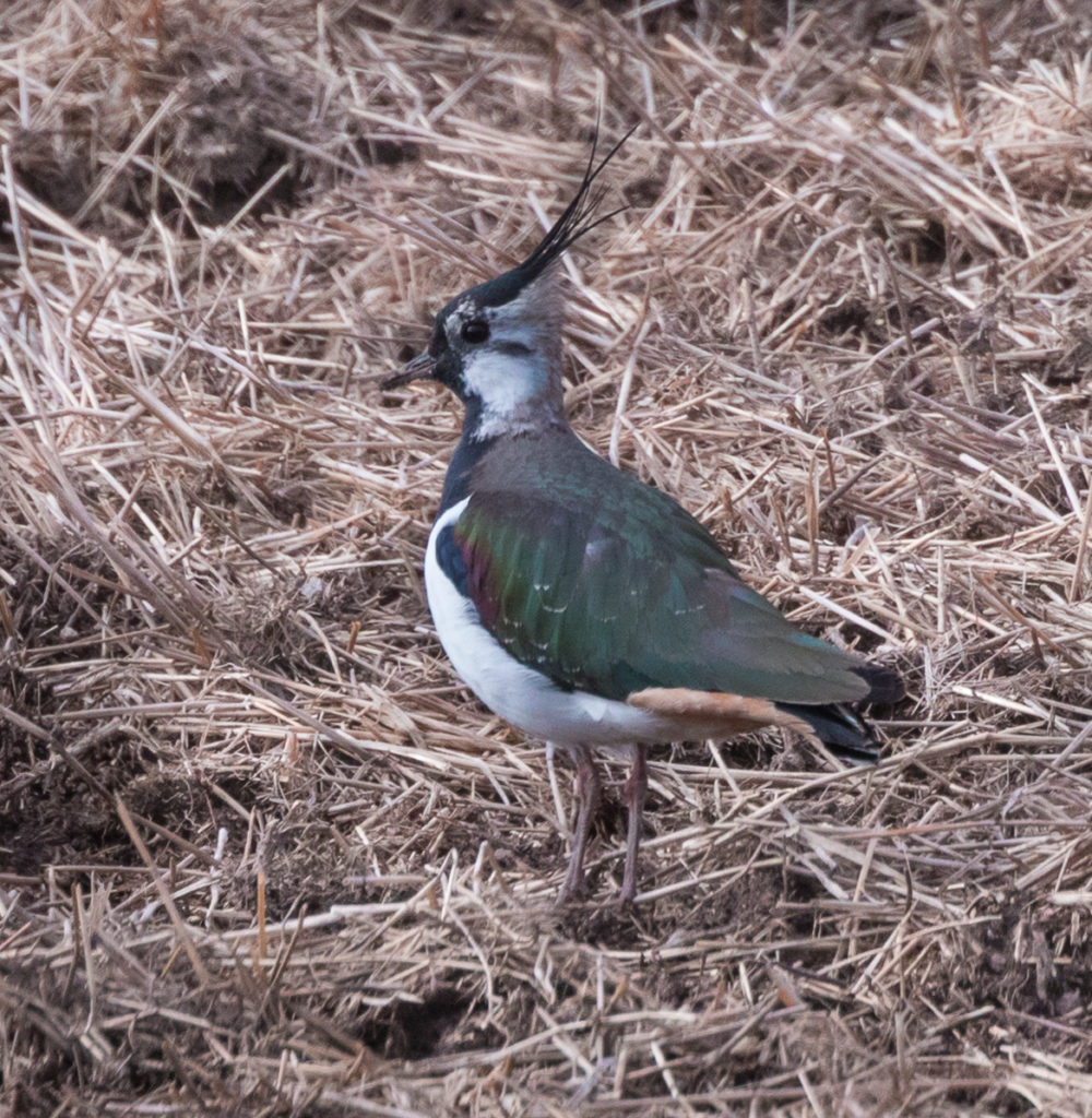 Valokuvaaja: Merja Ollikainen Valokuvaaja: Merja Ollikainen