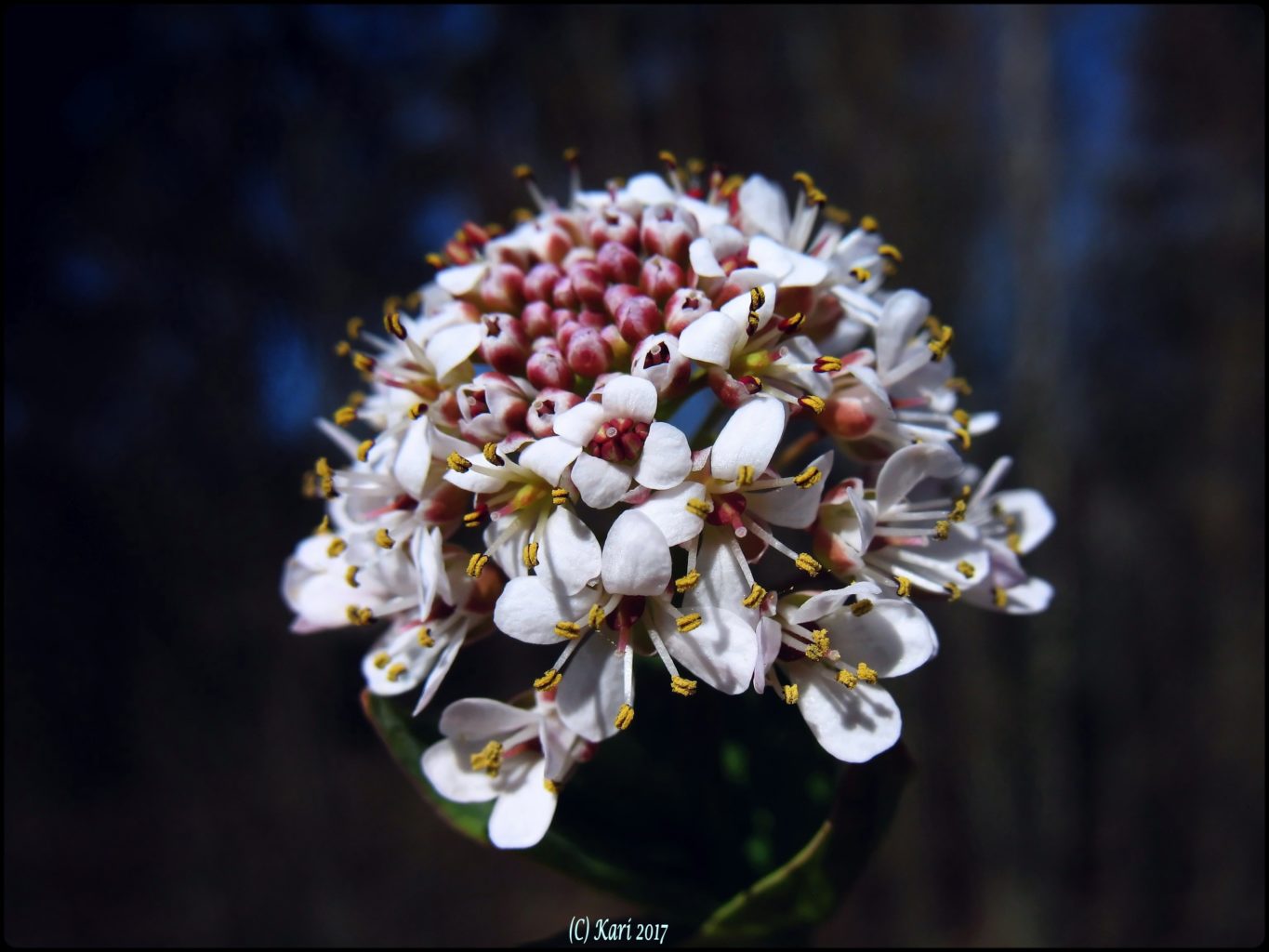 Valokuvaaja: Kari Saarinen