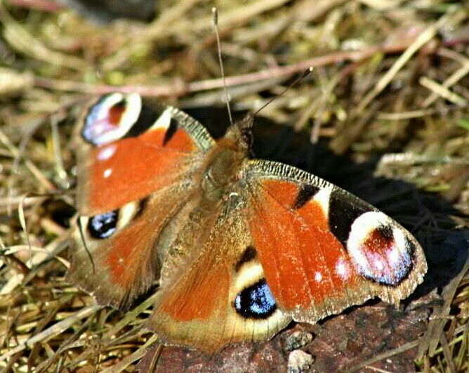 Valokuvaaja: Miia Pesu