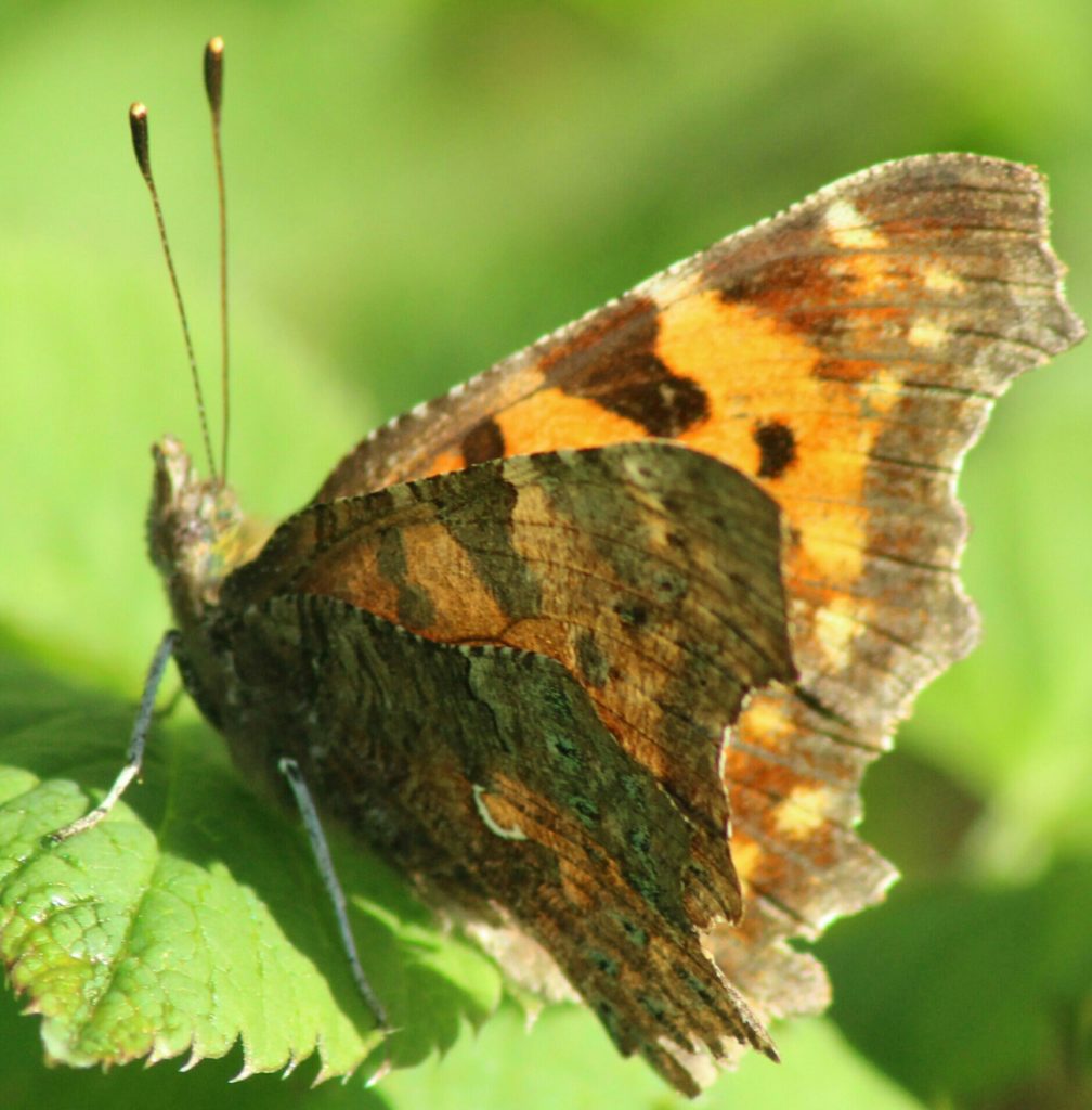 Valokuvaaja: Miia Pesu