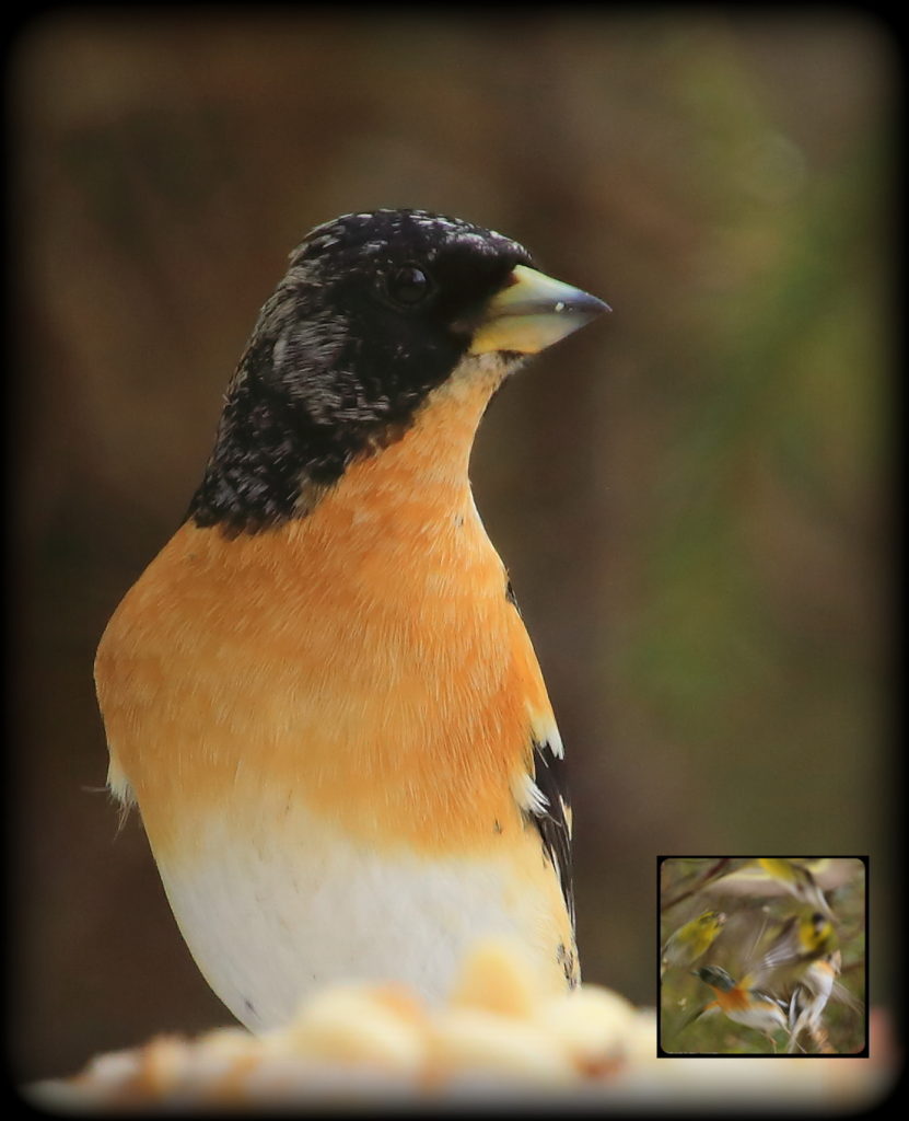 Valokuvaaja: Sami Korhonen